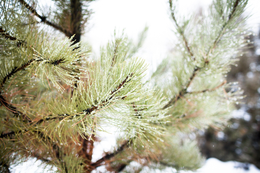 Cub Lake Snowshoe