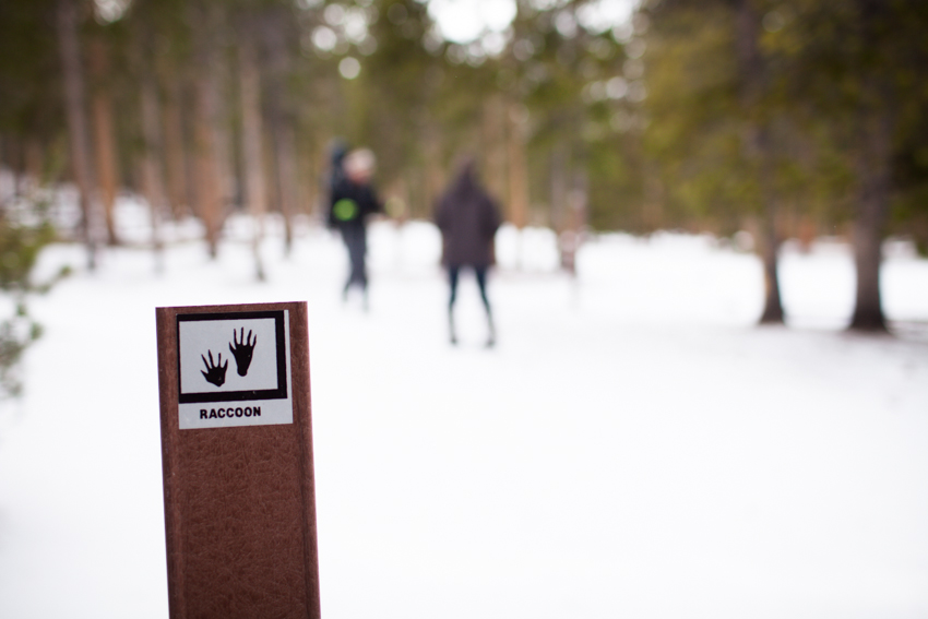 Racoon Trail