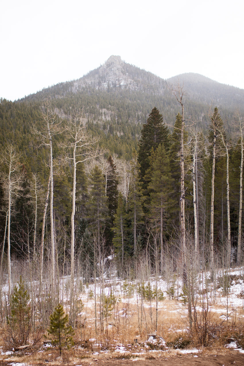 Racoon Trail