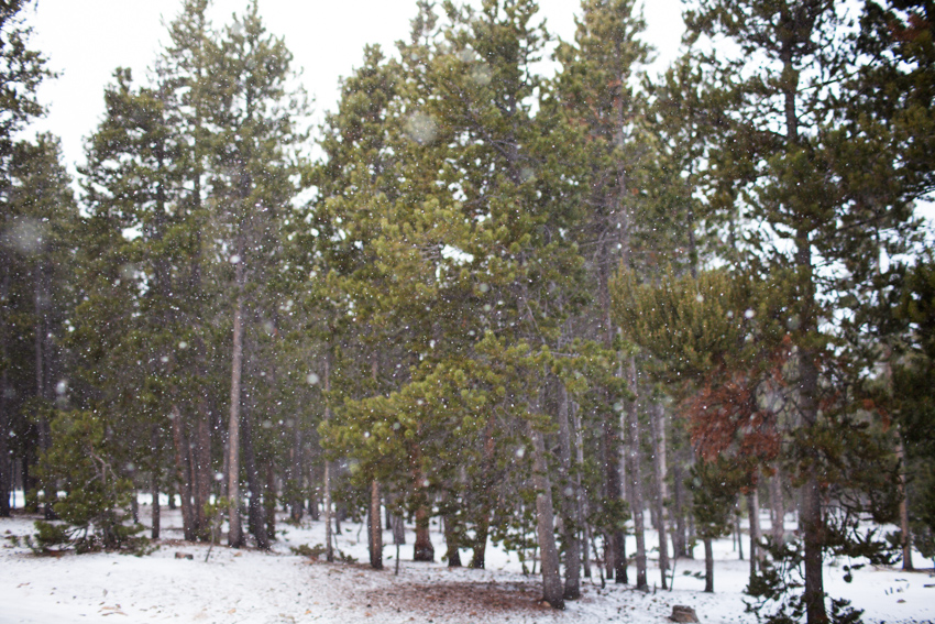 Racoon Trail