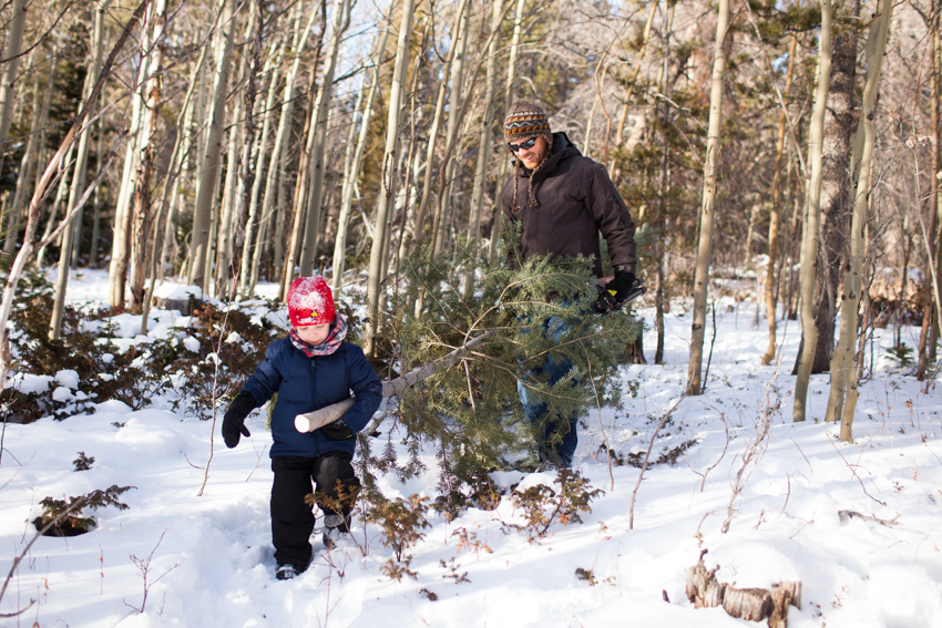 Carry Chritsmas Tree out of Red Feather Cutting Area